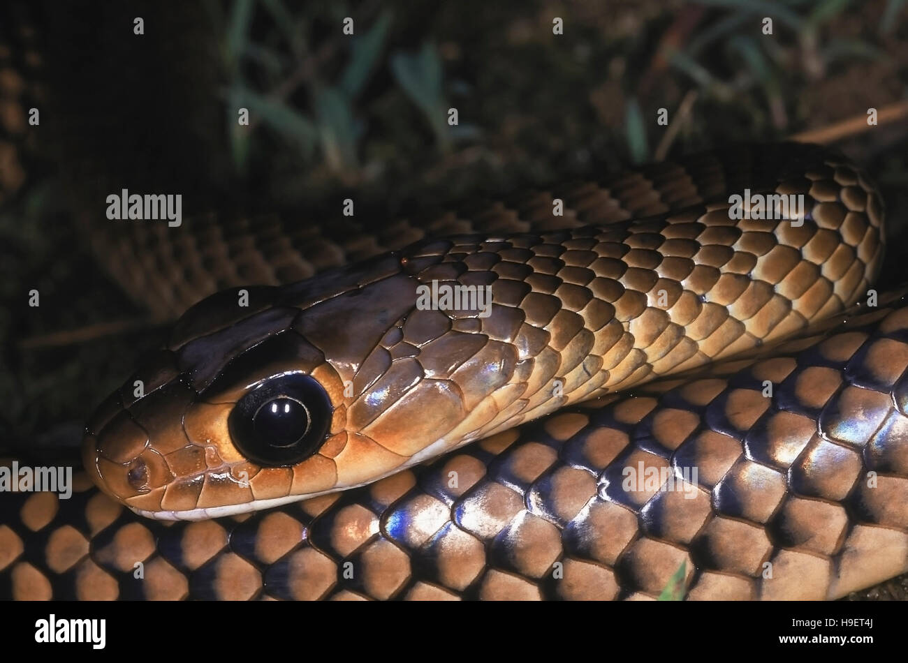 INDISCH-chinesischen RATTENSCHLANGE-Ptyas / Coluber Korros. Erwachsene ab Papum Pare Bezirk, Arunachal Pradesh, Indien. Stockfoto