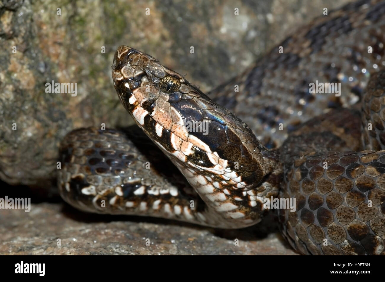 Himalayan Pit Viper Gloydius Himalayanus Kopf seitliche CLOSE UP