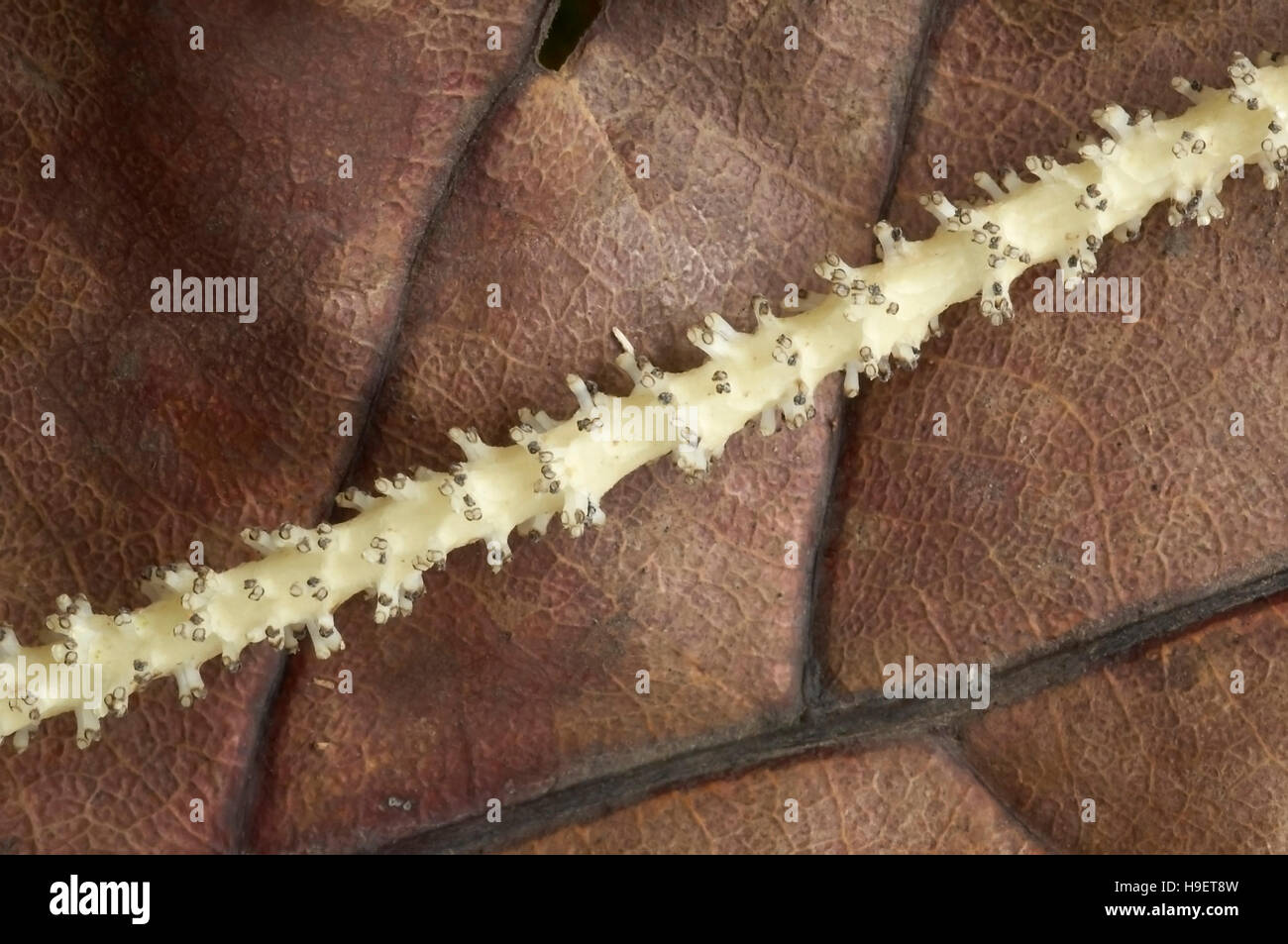 Pfeffer-Blütenstand mit Knospen CLOSE UP. Lokalität: Kodagu (Coorg) Karnataka, Indien Stockfoto