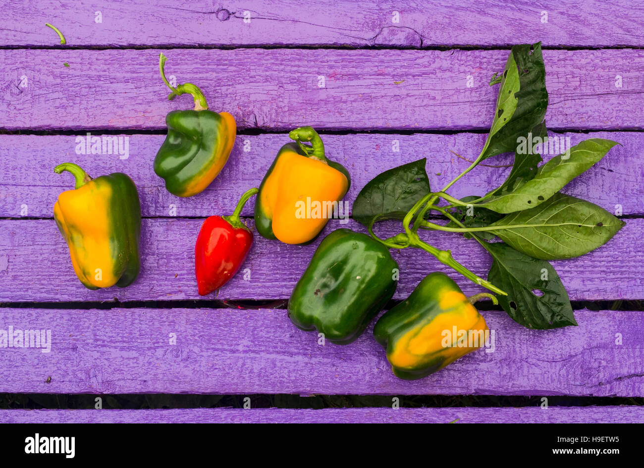 Frische Paprika auf lila Holztisch Stockfoto