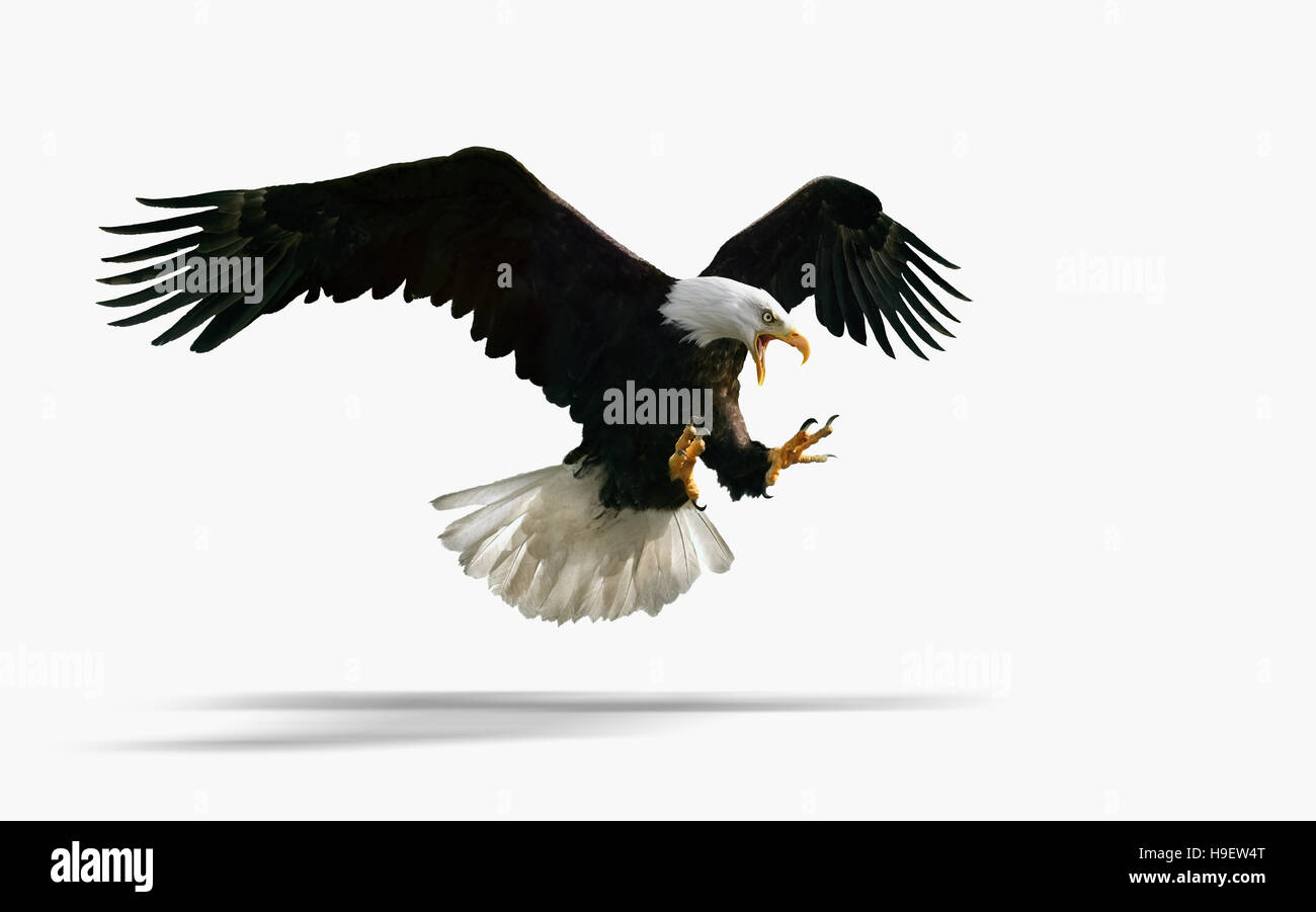 Studioaufnahme von wilden Adler fliegen Stockfoto