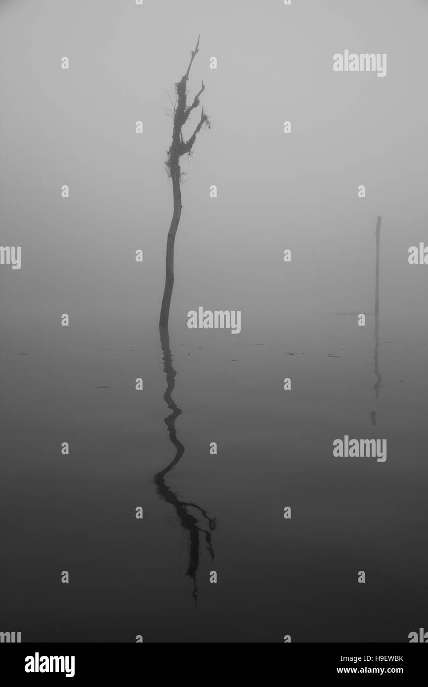 Tote Bäume. Reflexion. Nebel Stockfoto