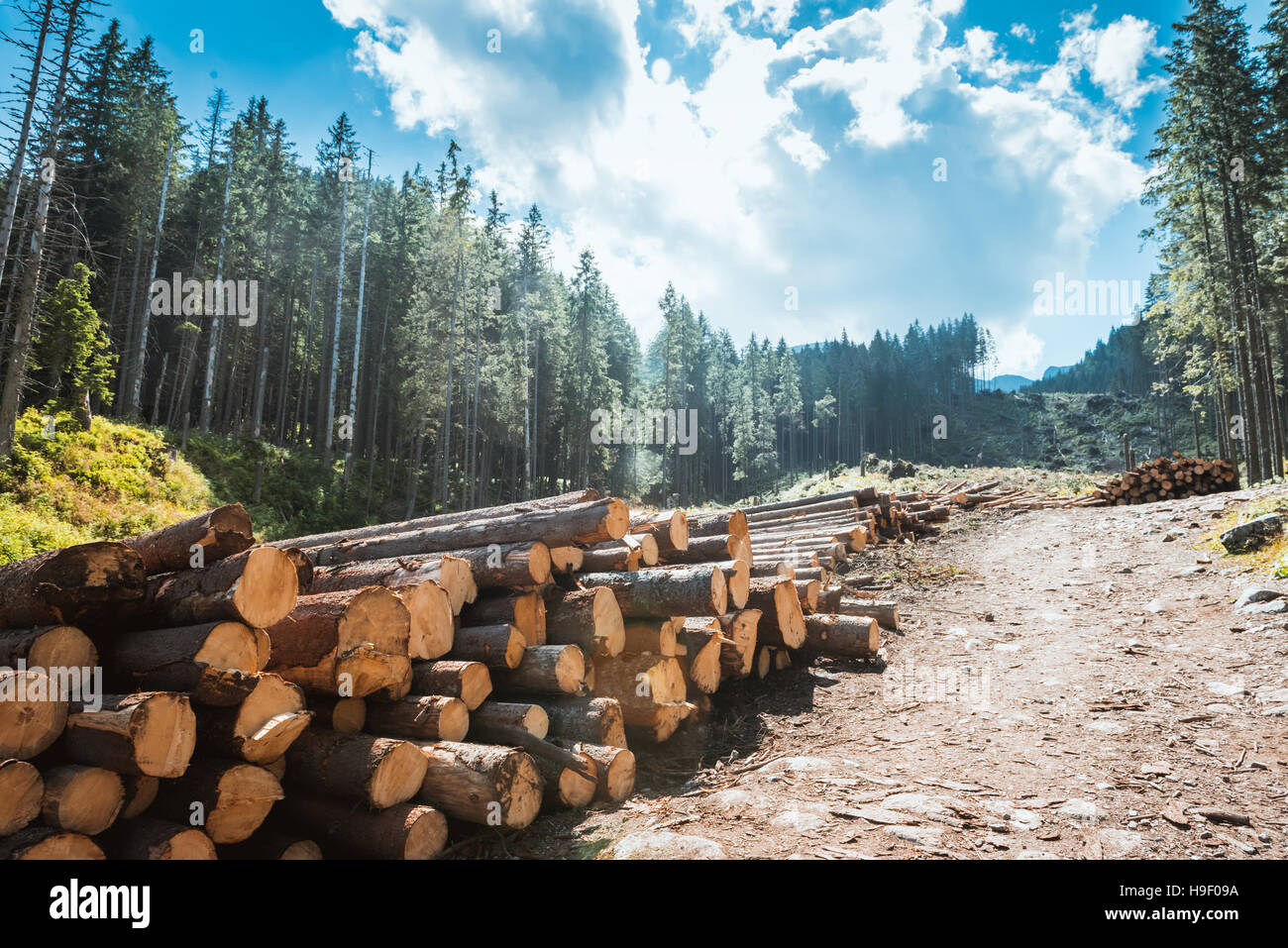 Protokoll-Stacks auf der Forststraße Stockfoto