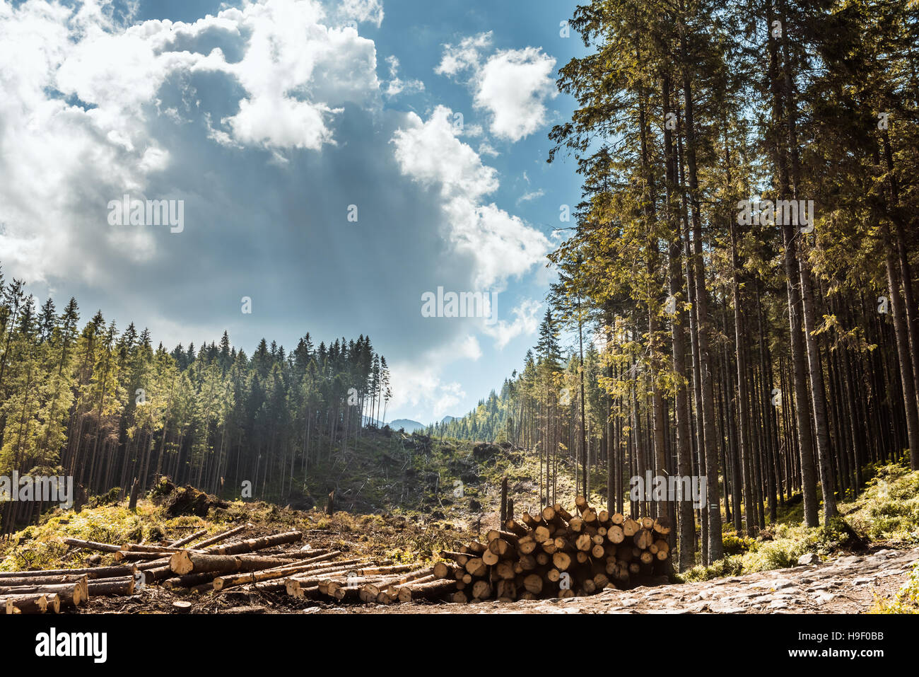 Protokoll-Stacks auf der Forststraße Stockfoto