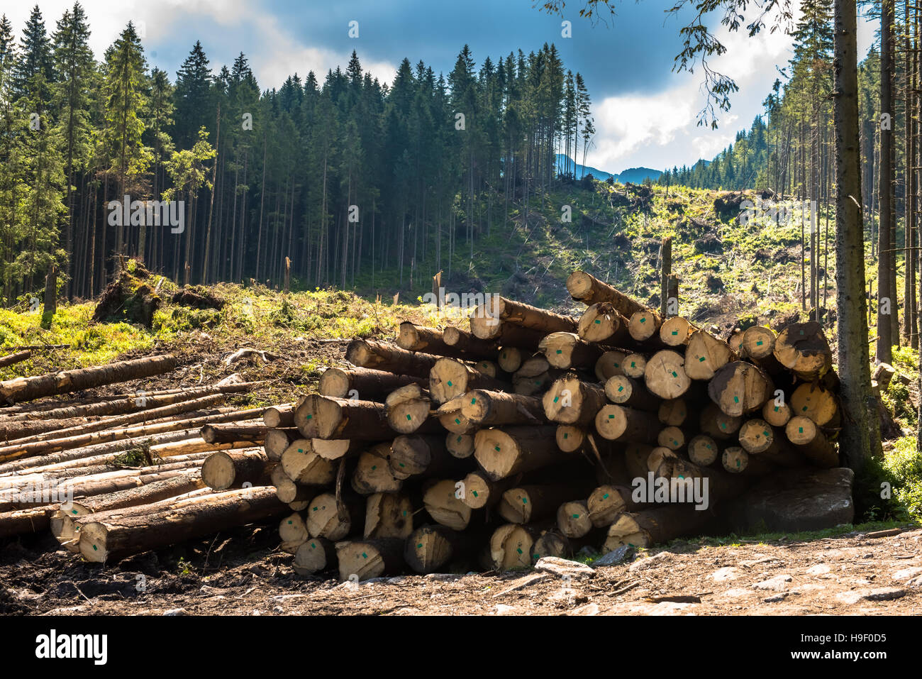 Protokoll-Stacks auf der Forststraße Stockfoto