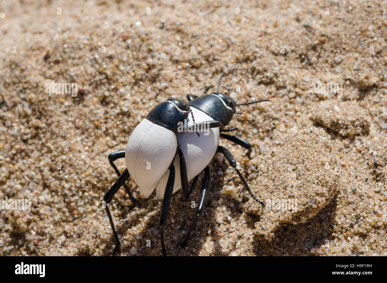 Zwei schwarze und weiße Fehler tragen einander Huckepack über heißen Sand der Namib-Wüste in Angola Stockfoto