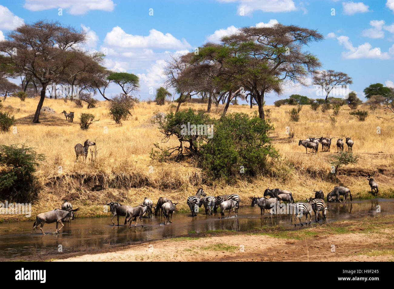 Gnus (Connochaetes Taurinus Albojubatus) und Zebras (Equus Quagga) versammeln sich entlang eines Flusses zu trinken, Tarangire Nationalpark, Tansania Stockfoto
