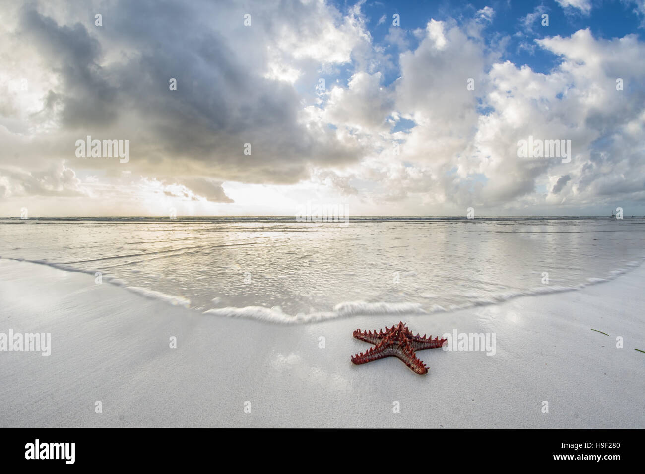 Seestern am Ufer des Indischen Ozeans in Mombasa, Kenia Stockfoto