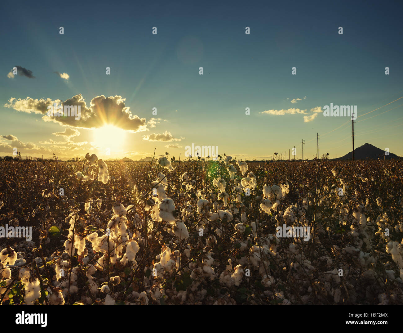 Wattebausch in voller Blüte bei Sonnenuntergang - Landwirtschaft Bauernhof Bild zuschneiden Stockfoto