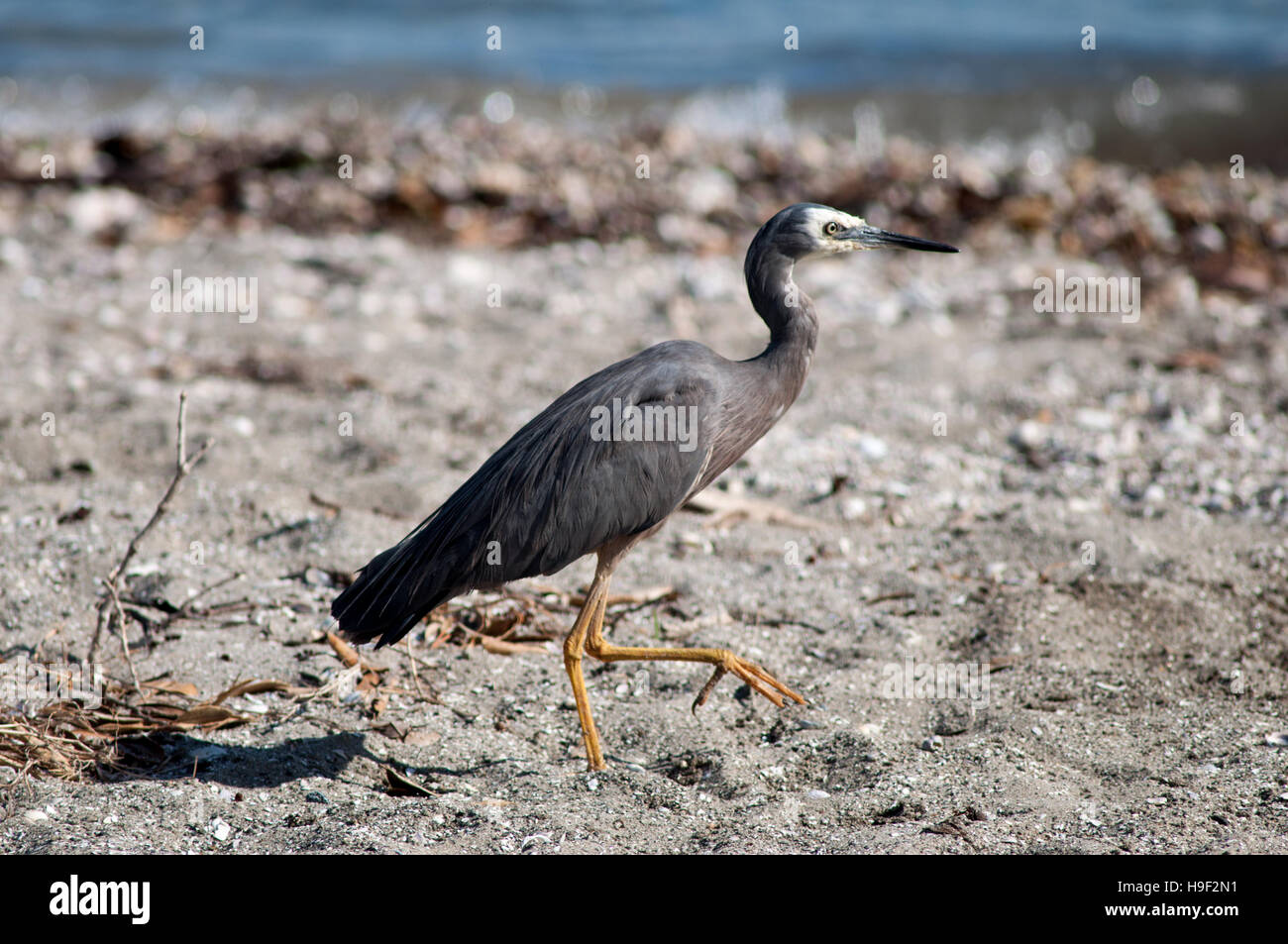 White-faced Reiher, Egretta novaehollandiae Stockfoto