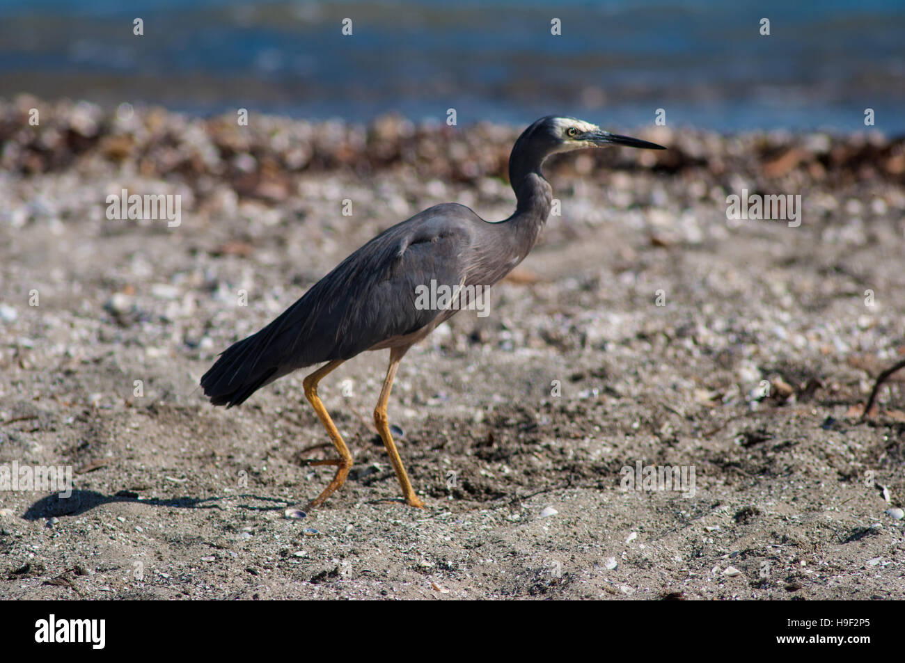 White-faced Reiher, Egretta novaehollandiae Stockfoto