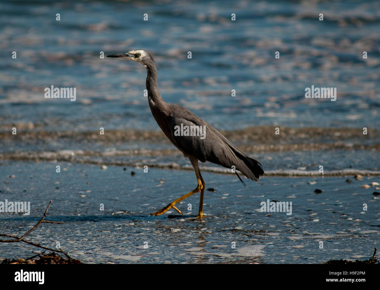 White-faced Reiher, Egretta novaehollandiae Stockfoto