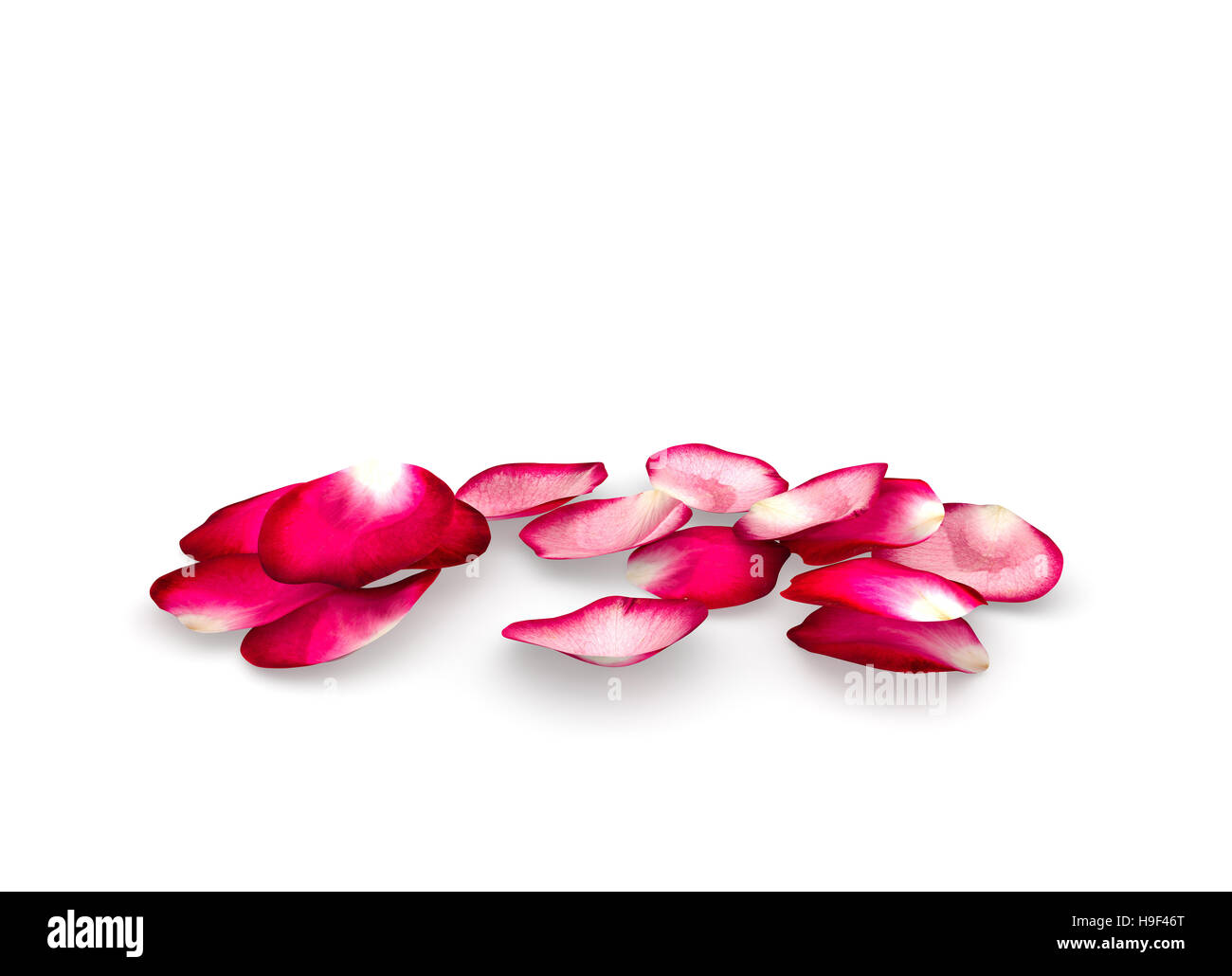 Rosenblätter fallen auf den Boden. Isolierte Hintergrund Stockfoto