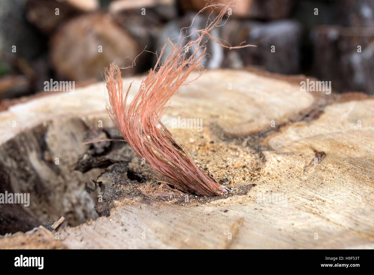 Kunststoff Rettung Bindfäden gefangen im zentralen Jahresringe eines 40 Jahre alten Baumes.  Einige Kunststoffe seit vielen Jahrzehnten nicht beeinträchtigen. Stockfoto