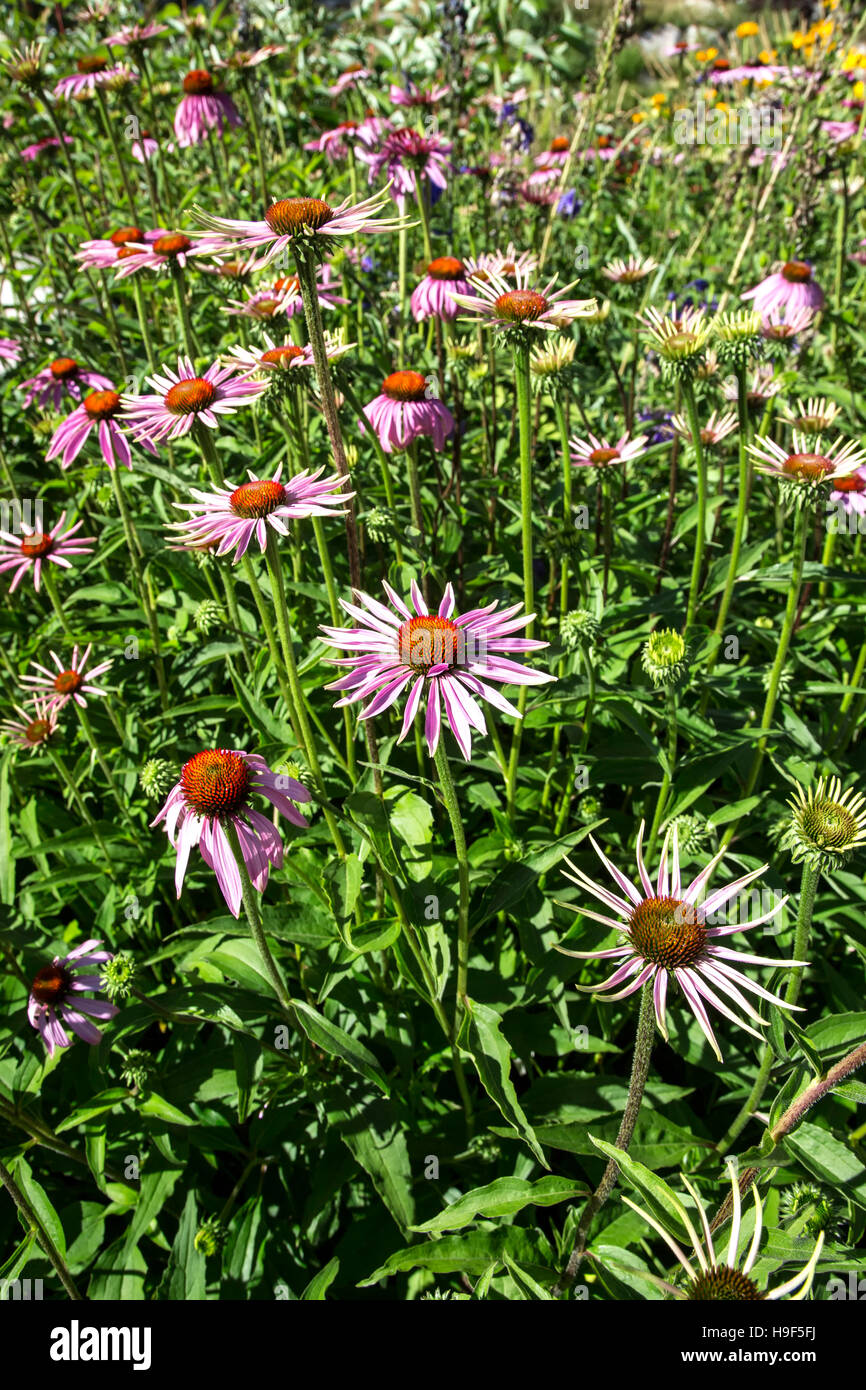 Blumen, John Denver Sanctuary, Aspen, Colorado USA Stockfoto