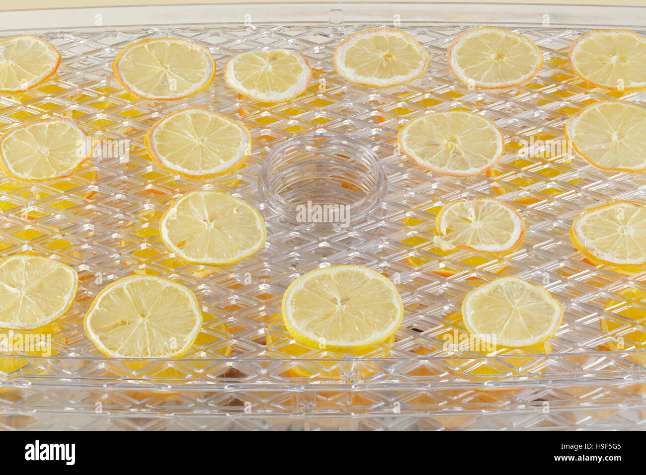 Zitronenscheiben in einem Dörrgerät trocknen Stockfoto