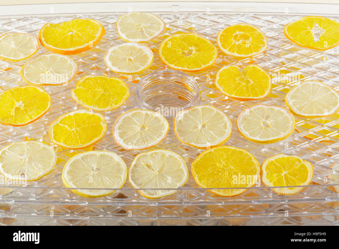 Zitrone und orange Scheiben in einem Dörrgerät trocknen Stockfoto