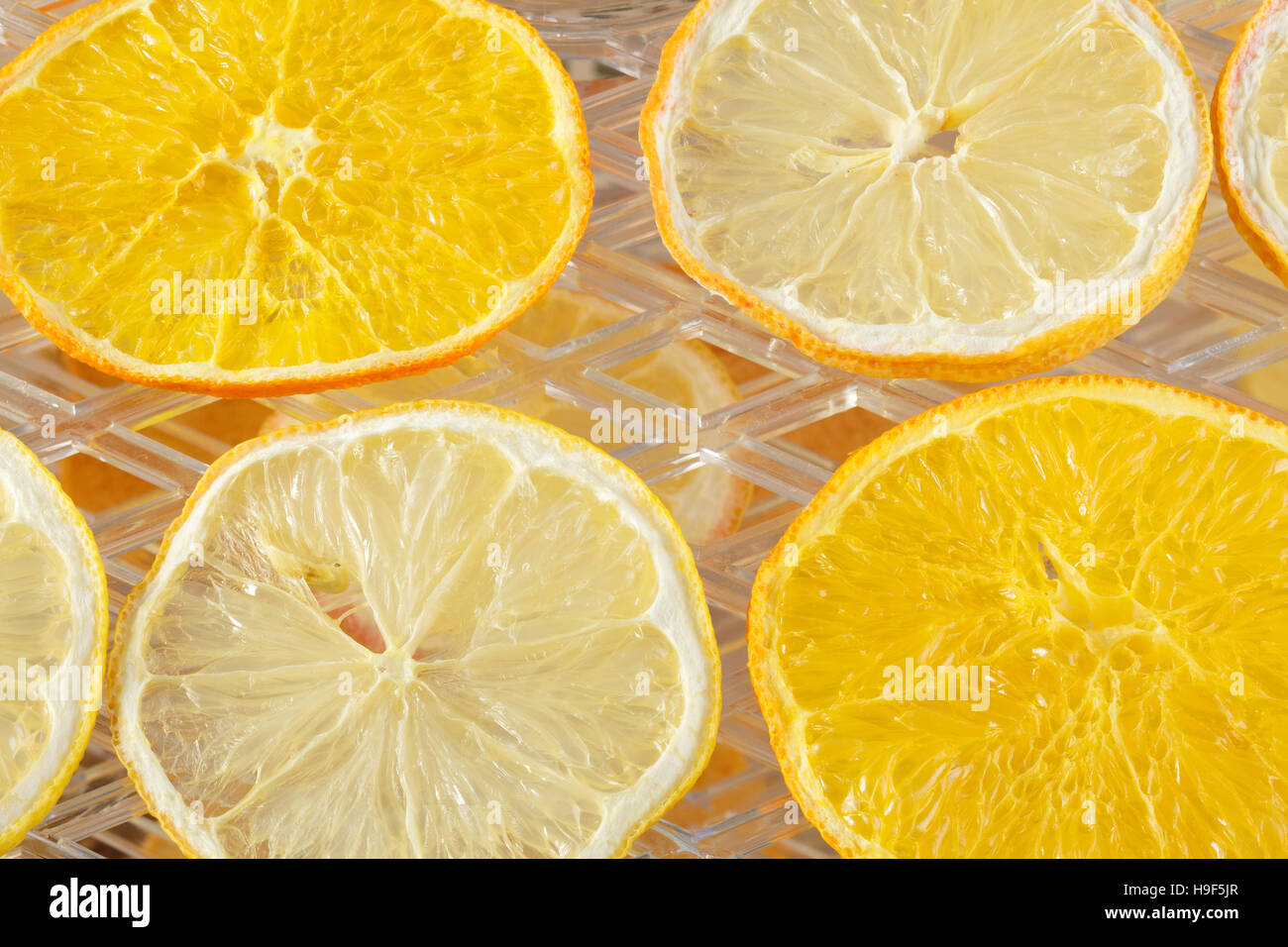 Zitrone und orange Scheiben in einem Dörrgerät trocknen Stockfoto