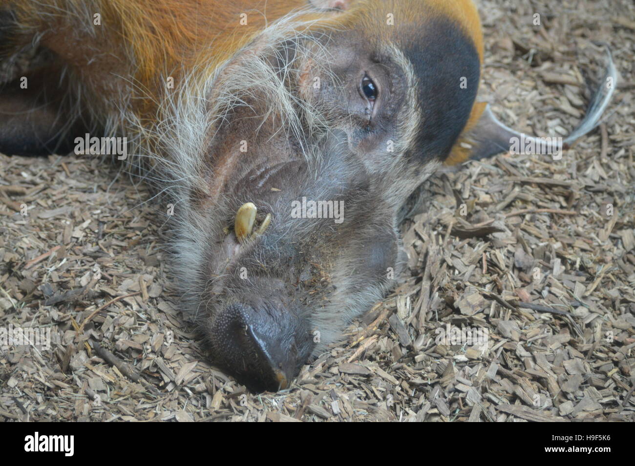 Red River Hog Stockfoto