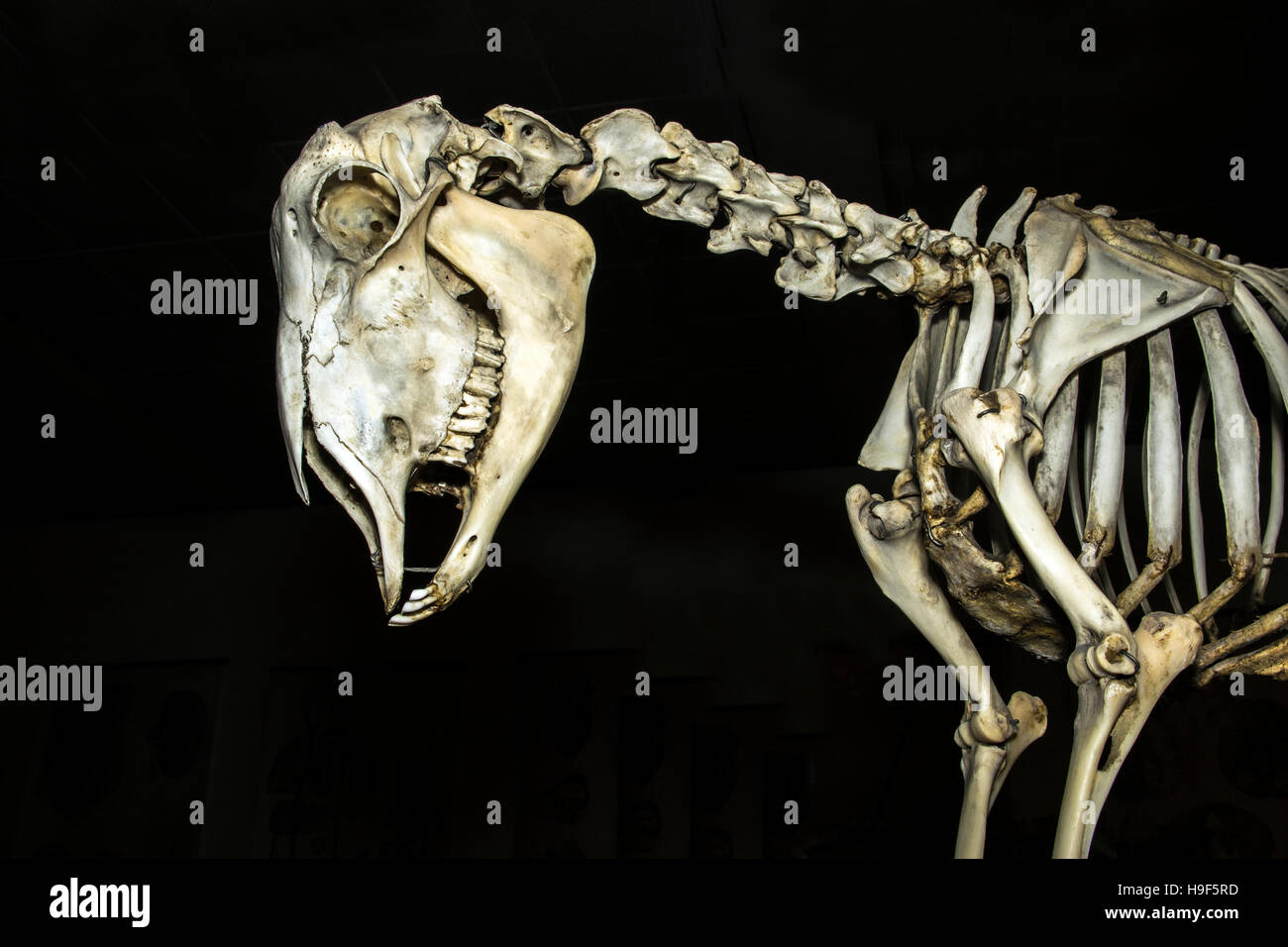 Hausschafe (Ovis Aries) Skelett Stockfoto