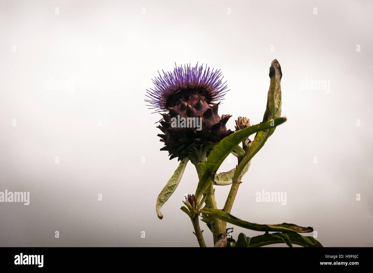 Eine Distel Blume mit einem neutralen Bokeh-Hintergrund. Stockfoto