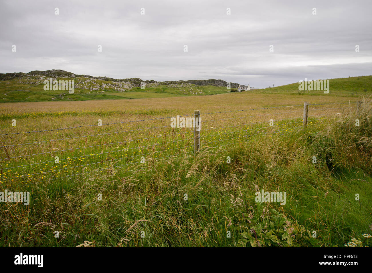 Wiese mit lange Grashalme, Lebensraum für seltene Wachtelkönige auf der Isle of Iona, Schottland zu schützen Stockfoto