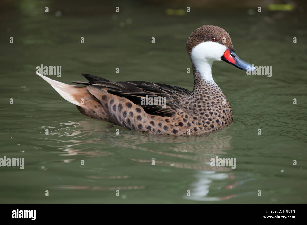 Weiße-cheeked Pintail (Anas Bahamensis), auch bekannt als die Bahama Pintail. Tierwelt Tier. Stockfoto