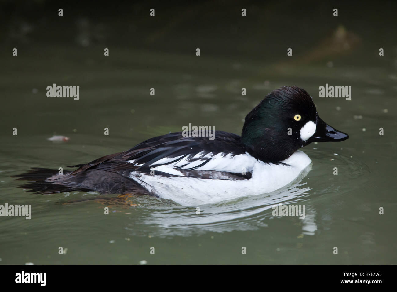 Eurasische Goldeneye (Bucephala Clangula Clangula). Stockfoto