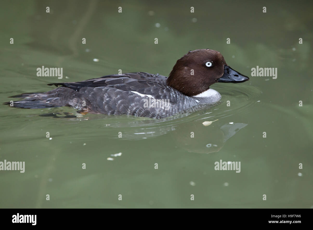 Eurasische Goldeneye (Bucephala Clangula Clangula). Stockfoto