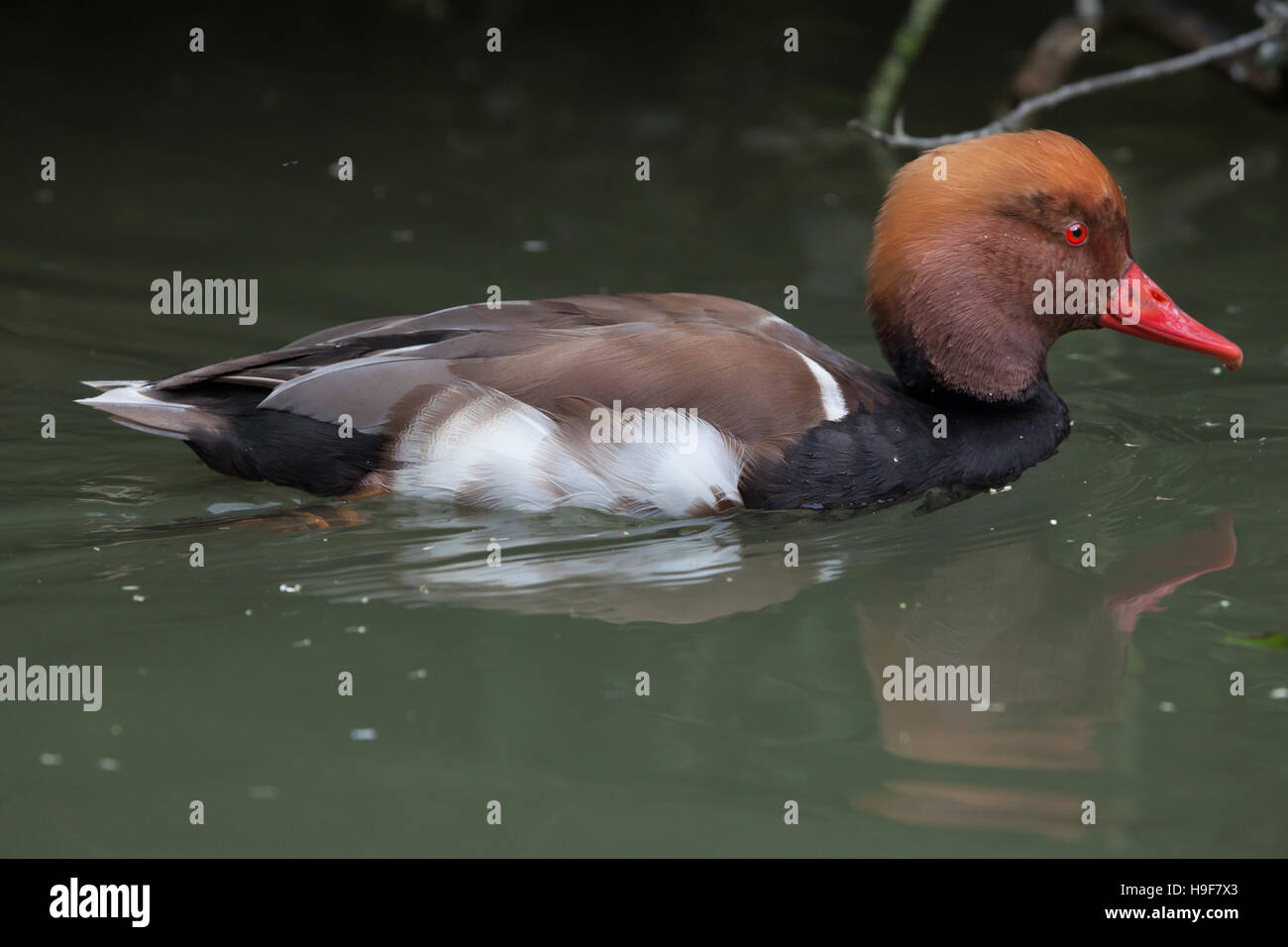 Rot-crested Tafelenten (Netta Rufina). Tierwelt Tier. Stockfoto