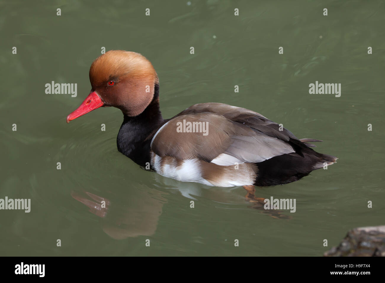 Rot-crested Tafelenten (Netta Rufina). Tierwelt Tier. Stockfoto