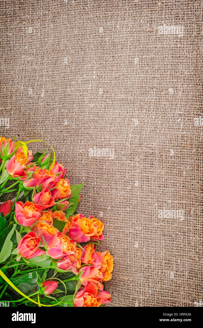 Rosen auf rustikale Jute Hintergrund. Blumen Hintergründe. Hintergrund der Leinwand. Stockfoto