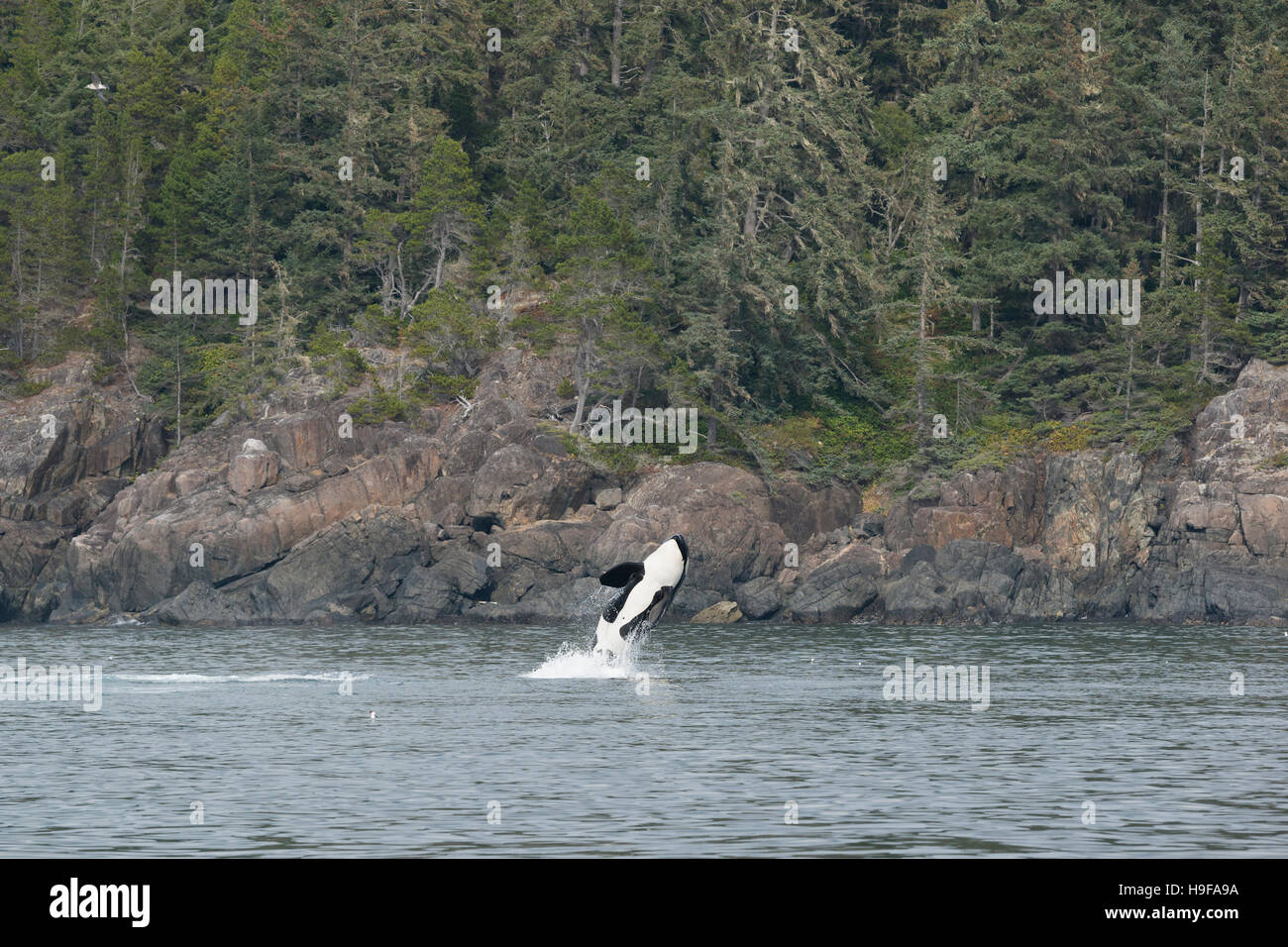 südlichen ansässige Orca oder Killerwal, Orcinus Orca, Verletzung, Vancouver Island, British Columbia, Kanada Stockfoto