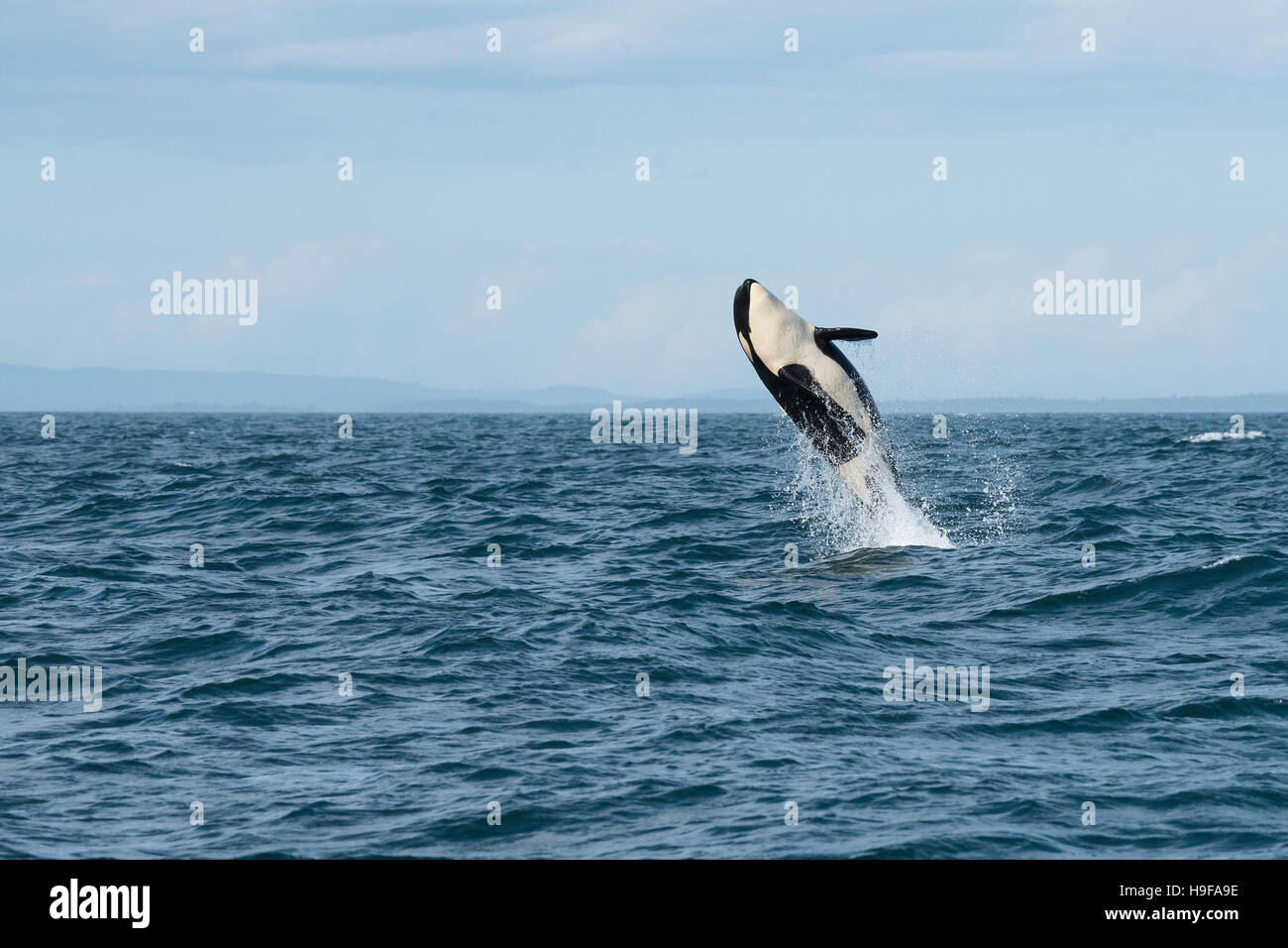 südlichen ansässige Orca oder Killerwal, Orcinus Orca, Juvenile Verletzung, Vancouver Island, Strait Of Juan De Fuca, BC, Kanada Stockfoto