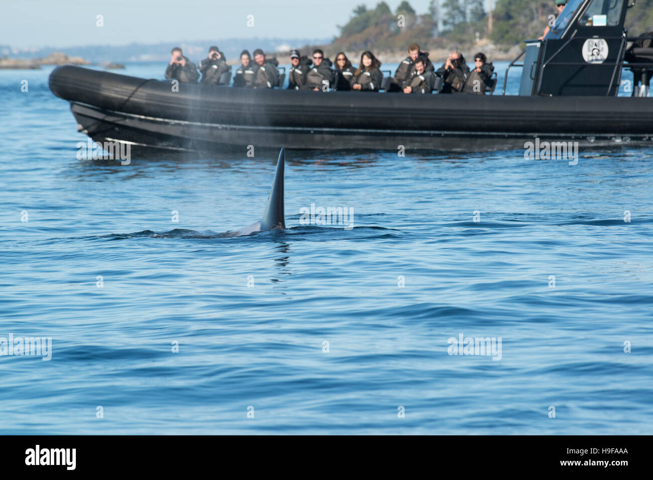 transiente Orca oder Killerwal, Orcinus Orca, Oberflächen neben einer Whale-watching Tourenboot vor Vancouver Island, BC, Kanada; Nur zur redaktionellen Verwendung Stockfoto