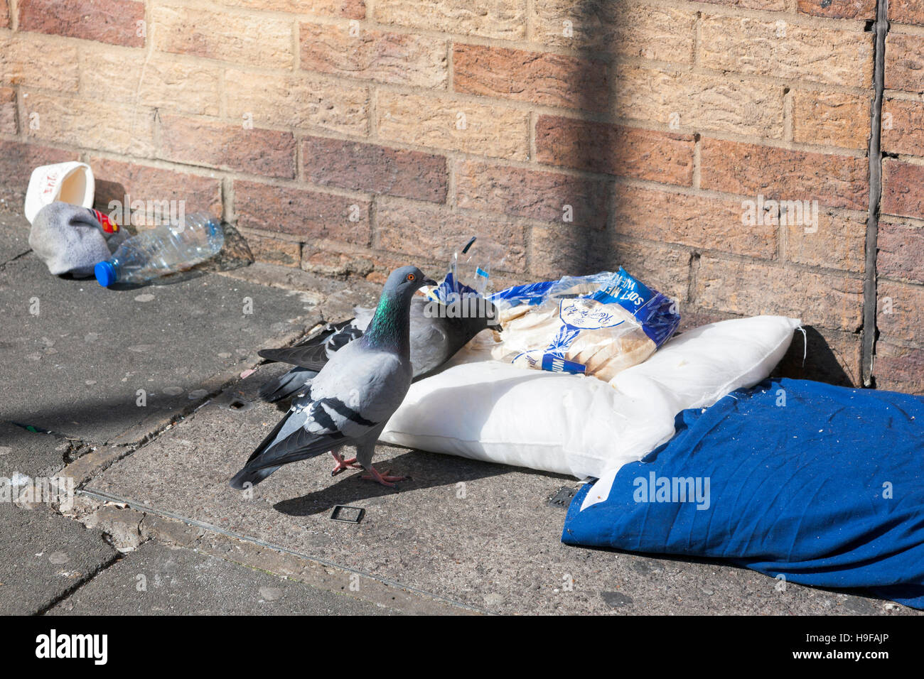Tauben füttern auf Müll in London, UK Stockfoto