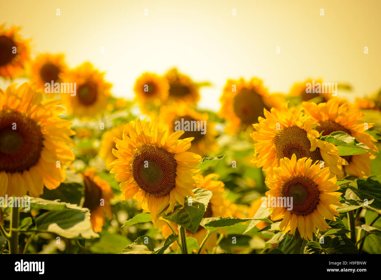 Bereich der schönen hellen Sonnenblumen bei Sonnenuntergang Stockfoto