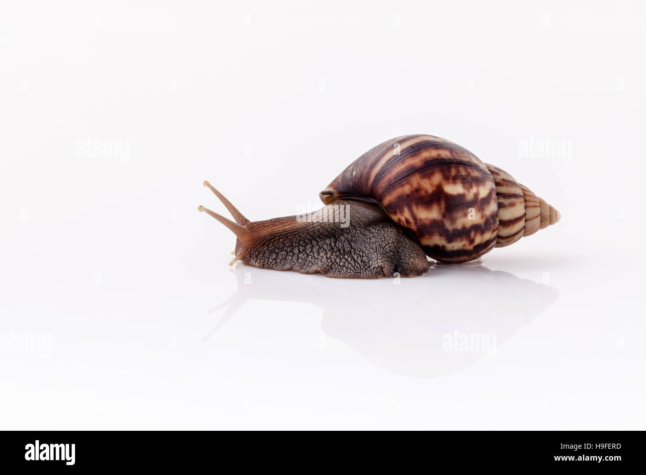 Nahaufnahme von Garten Schnecke isoliert auf weißem Hintergrund mit spiegeln Stockfoto