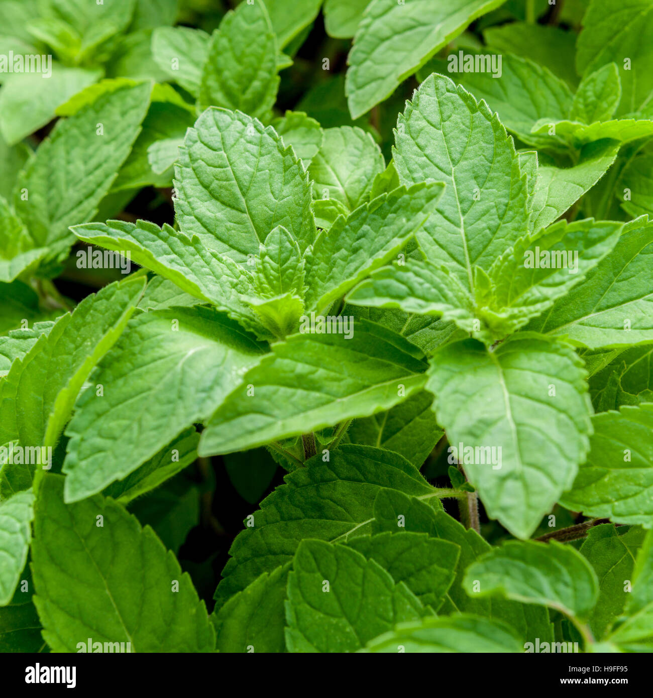 Closeup frische Pfefferminze wächst fährt um Gemüse Garten. Stockfoto