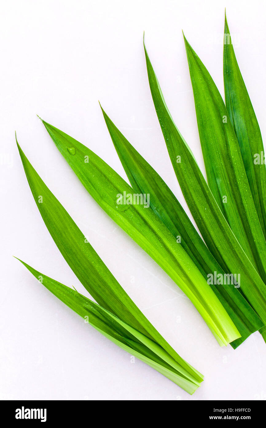 Thai herbal IngredPandan Blätter pflanzliche Zutat zum Nachtisch Stockfoto