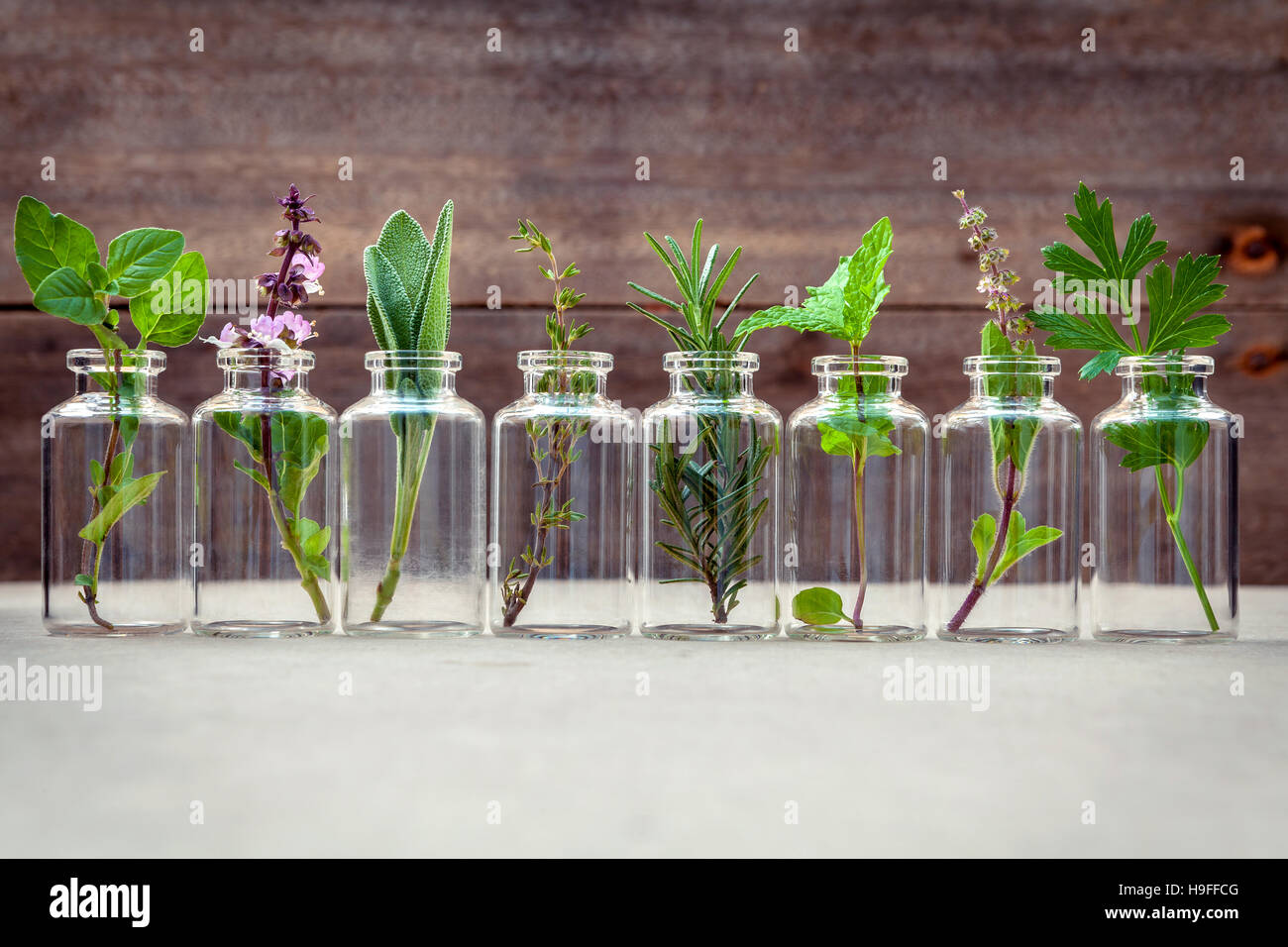 Flasche an ätherischem Öl mit Kräutern heiliges Basilikum Blume, Basilikum-Fluss Stockfoto