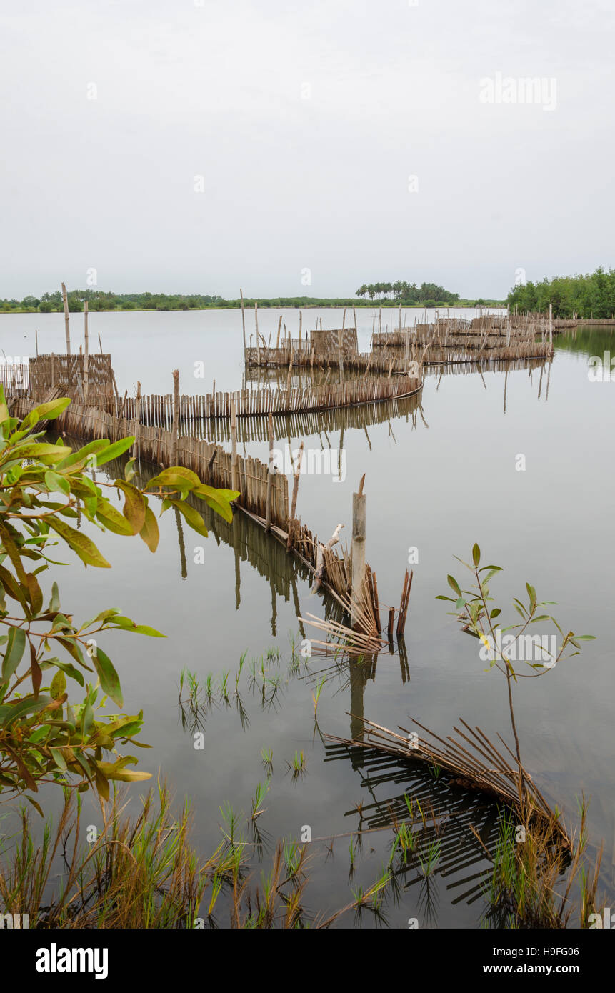 Traditionelle Reed Fischerei fallen in Feuchtgebieten in der Nähe der Küste in Benin. Stockfoto