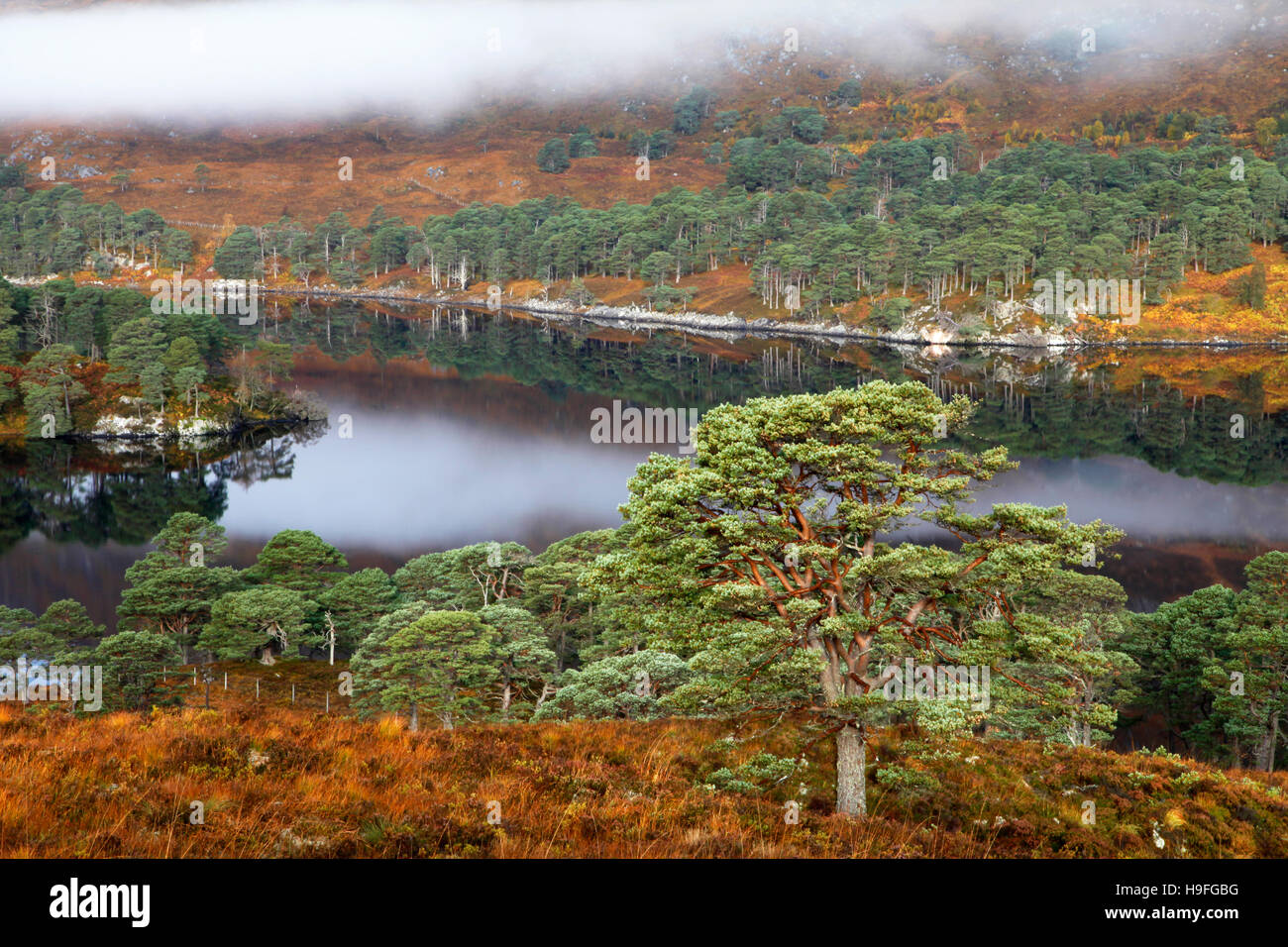 Scots pine Bäume umgeben das Wasser des Loch affric, Inverness-shire, Schottland an einem nebligen Morgen im Oktober. Stockfoto