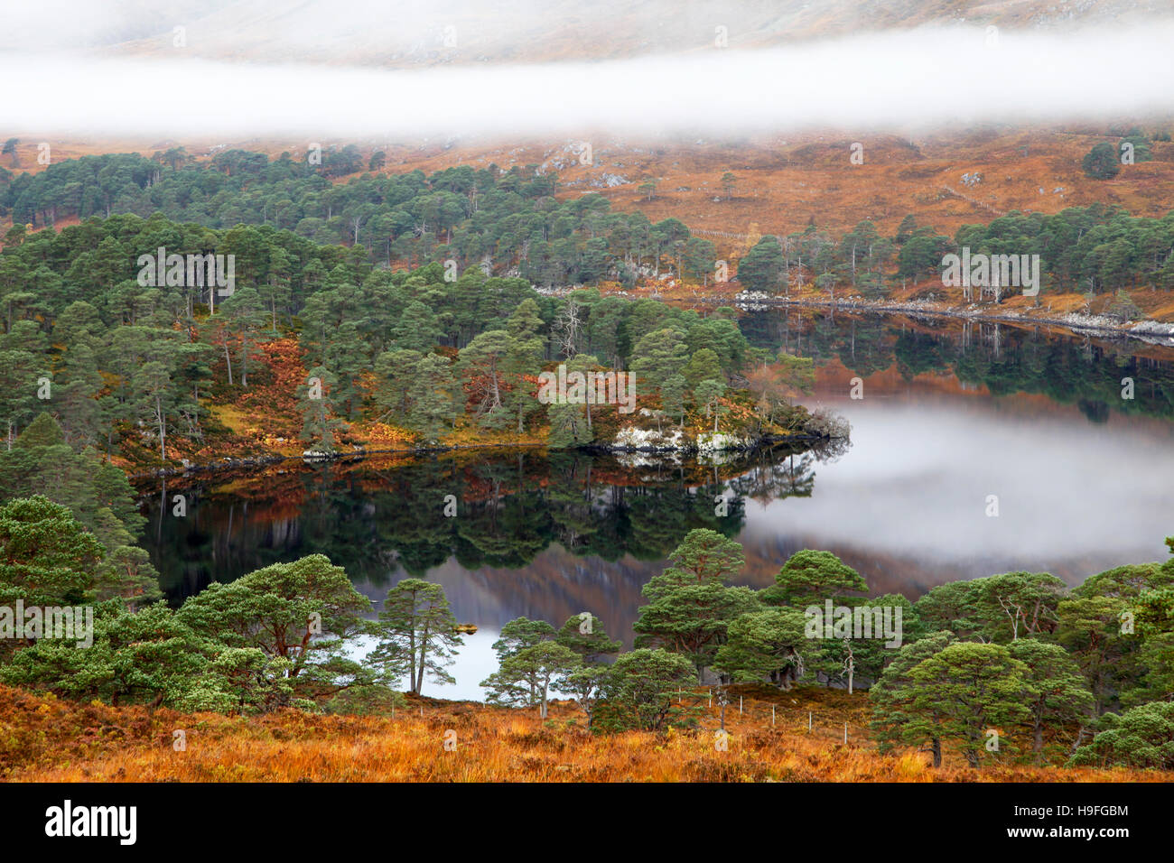 Scots pine Bäume umgeben das Wasser des Loch affric, Inverness-shire, Schottland an einem nebligen Morgen im Oktober. Stockfoto