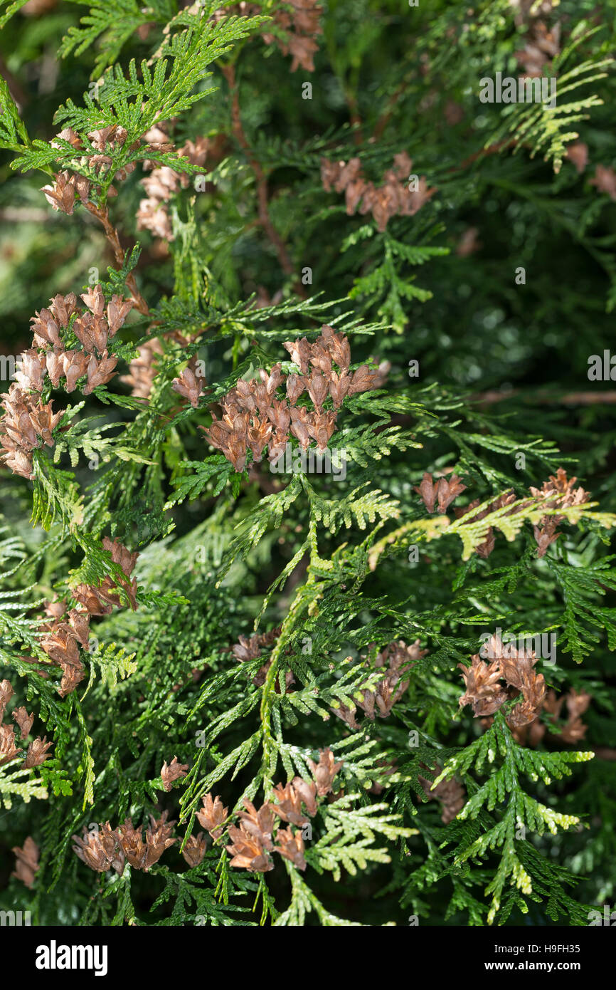 Riesen-Lebensbaum, Riesenlebensbaum Thuja Plicata, Thuja Gigantea, western Redcedar, Pacific Redcedar, riesige Schulentlassungsfeier westlichen Schulentlassungsfeier, riesige ced Stockfoto