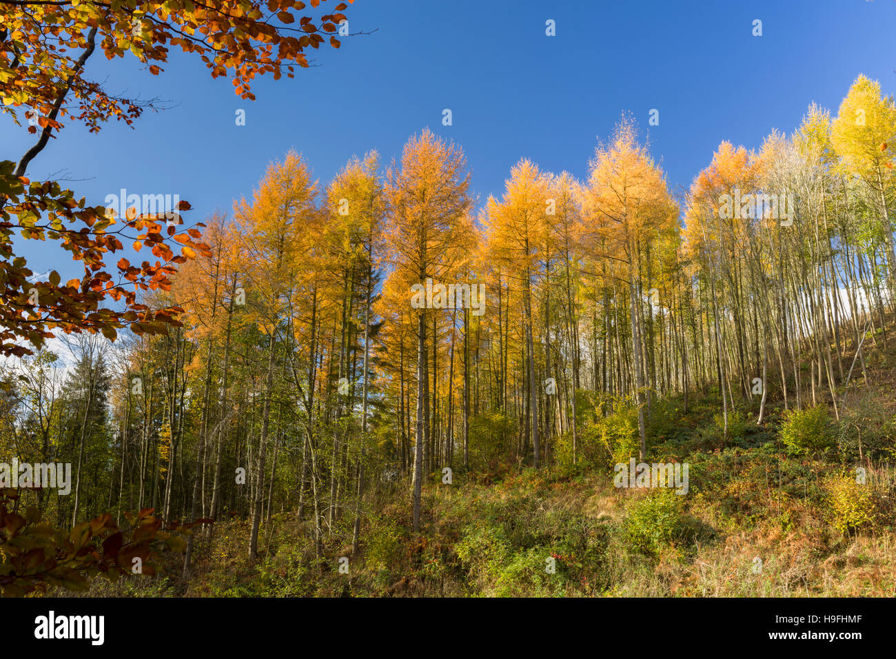 Kiefern im herbstlichen Sonnenschein in der Nähe von Helmsley North Yorkshire UK Stockfoto