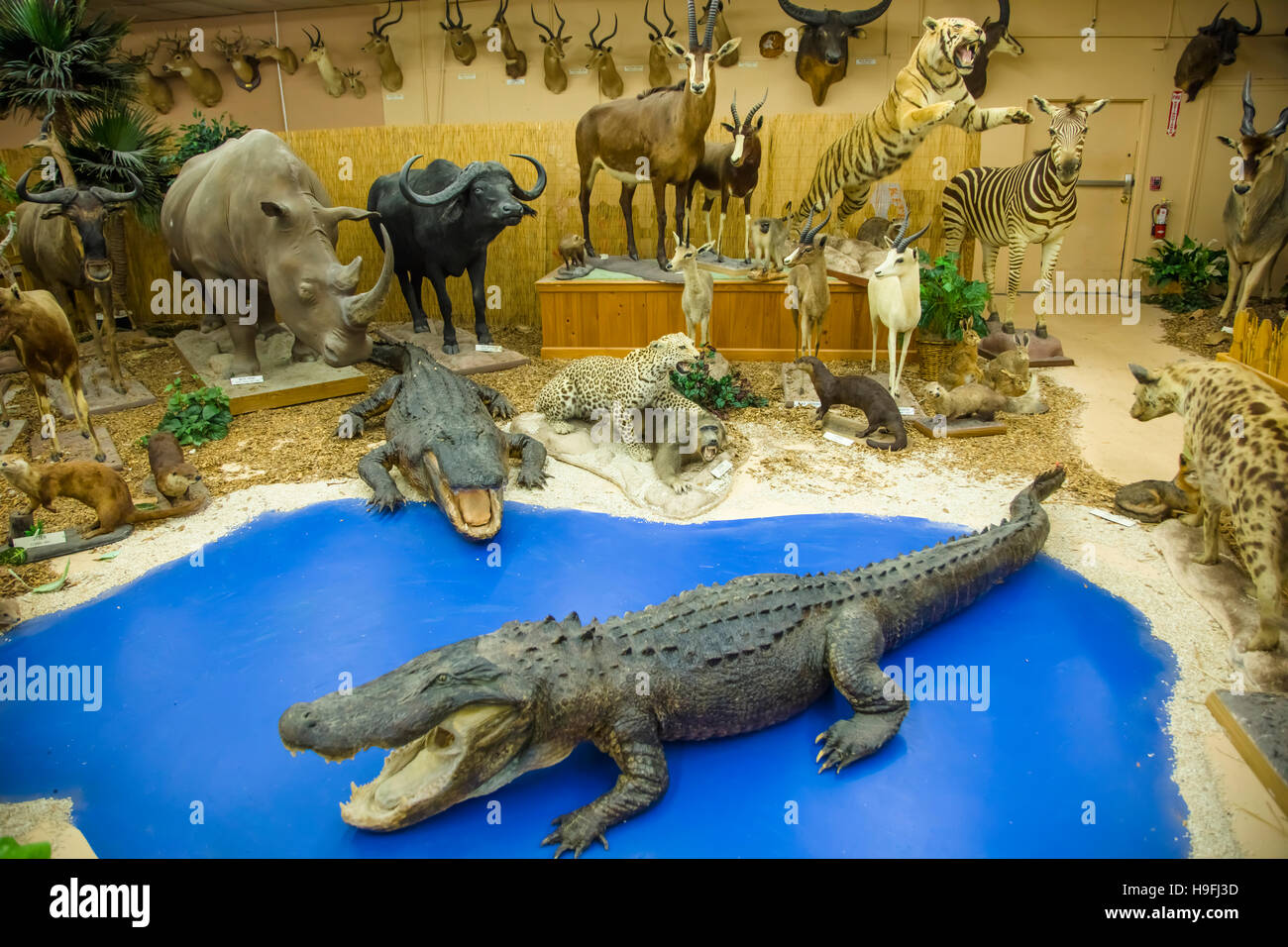 Tierische Ausstellung im Naturhistorischen Museum in der Shell Factory in North Fort Myers an der Golfküste von Florida Stockfoto