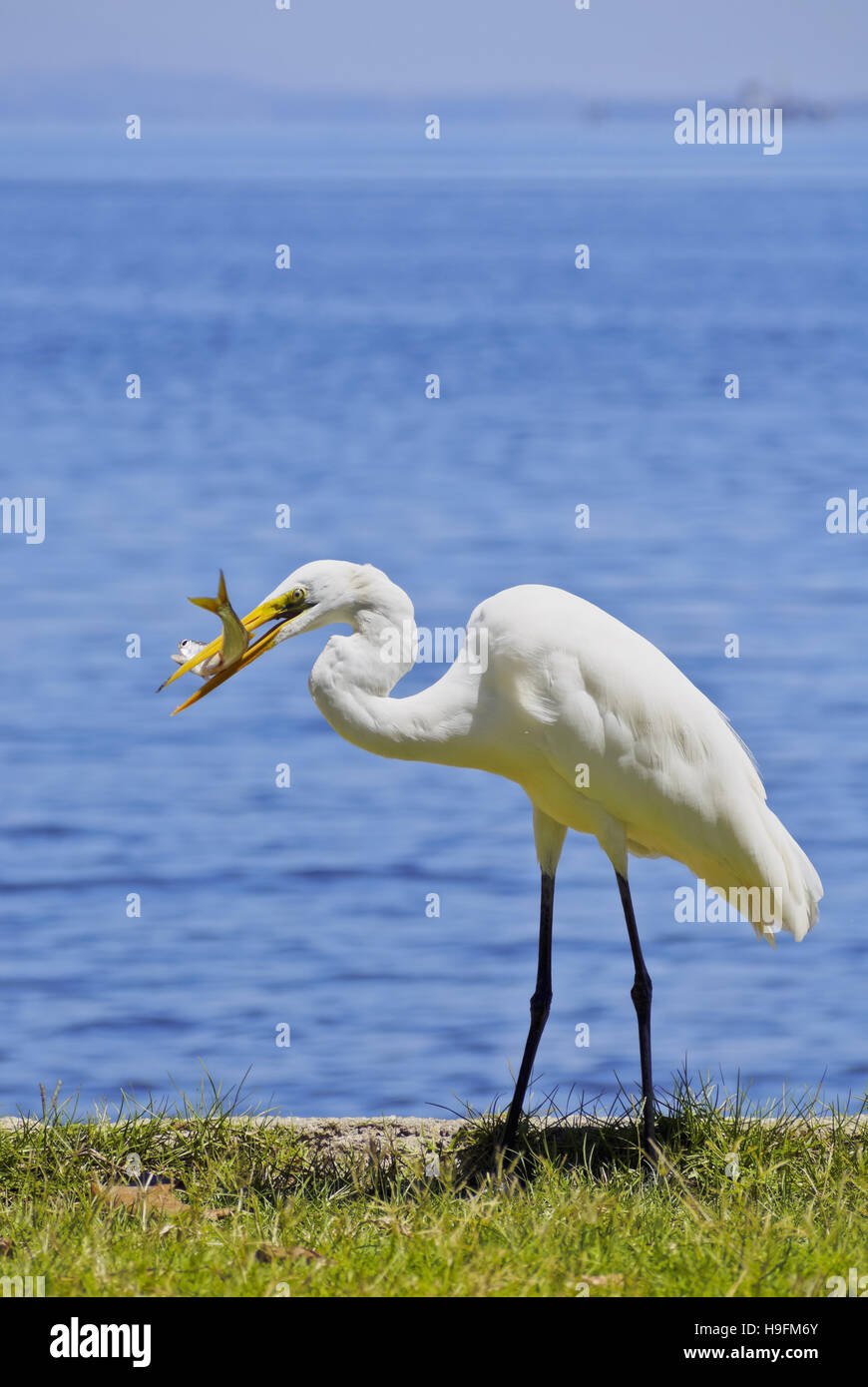 Brasilien, Bundesstaat Rio De Janeiro, Guanabara-Bucht, Paqueta Island, Blick von der Silberreiher (Ardea Alba) an der Küste der Insel. Stockfoto