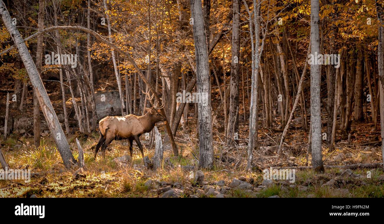 Wapiti im Wald machen. Stockfoto