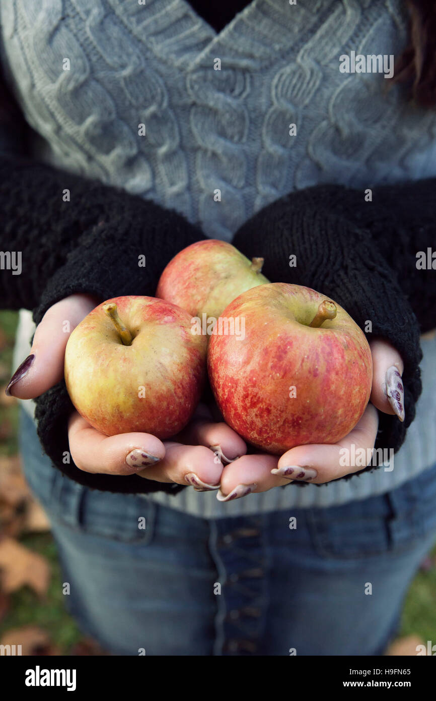 Frische rote Äpfel statt von einer Frau Herbst Kleidung, Strickpullover fingerlose Handschuhe und Kabel. Stockfoto